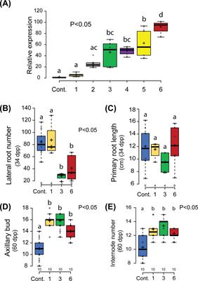 Ectopic expression of the GRAS-type transcriptional regulator NSP2 in Parasponia triggers contrasting effects on symbioses